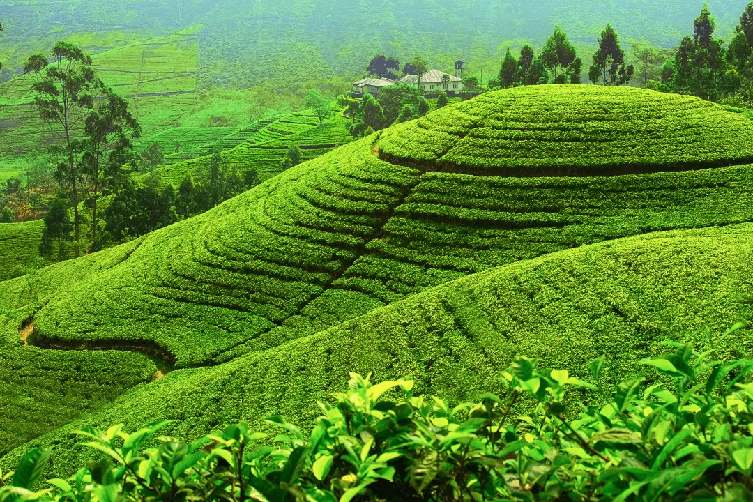 Nuwara Eliya fields