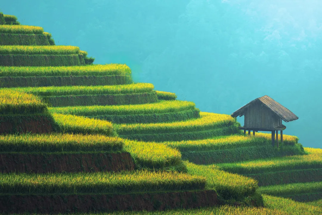 Rice fields
