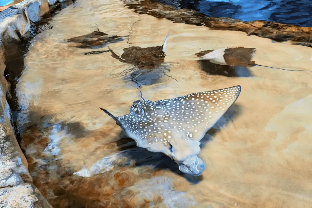 Rays in the aquarium