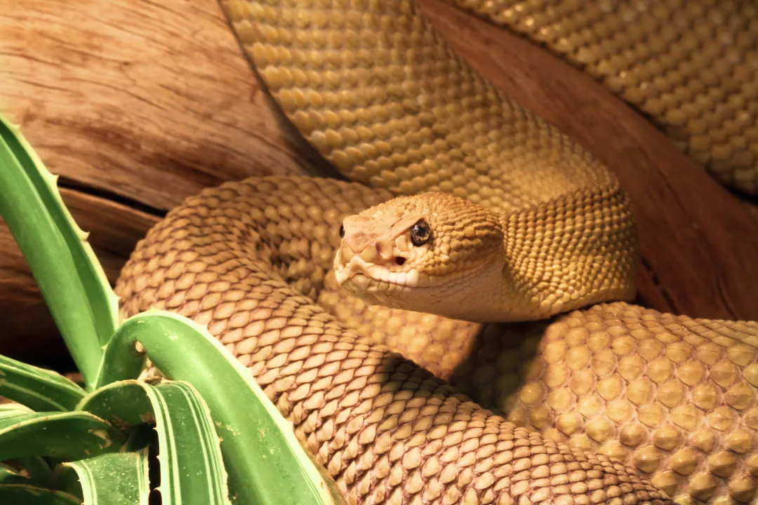 Snake on a branch
