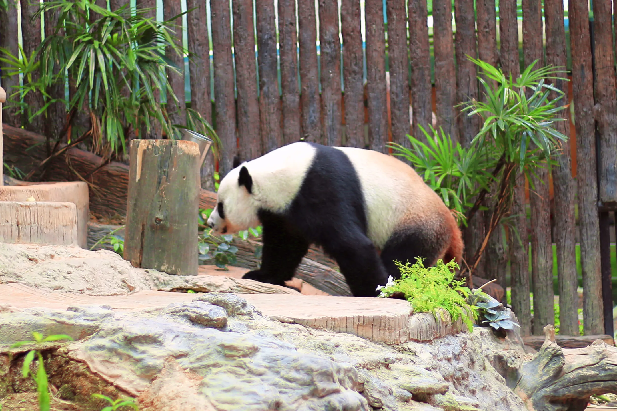 Panda in the zoo