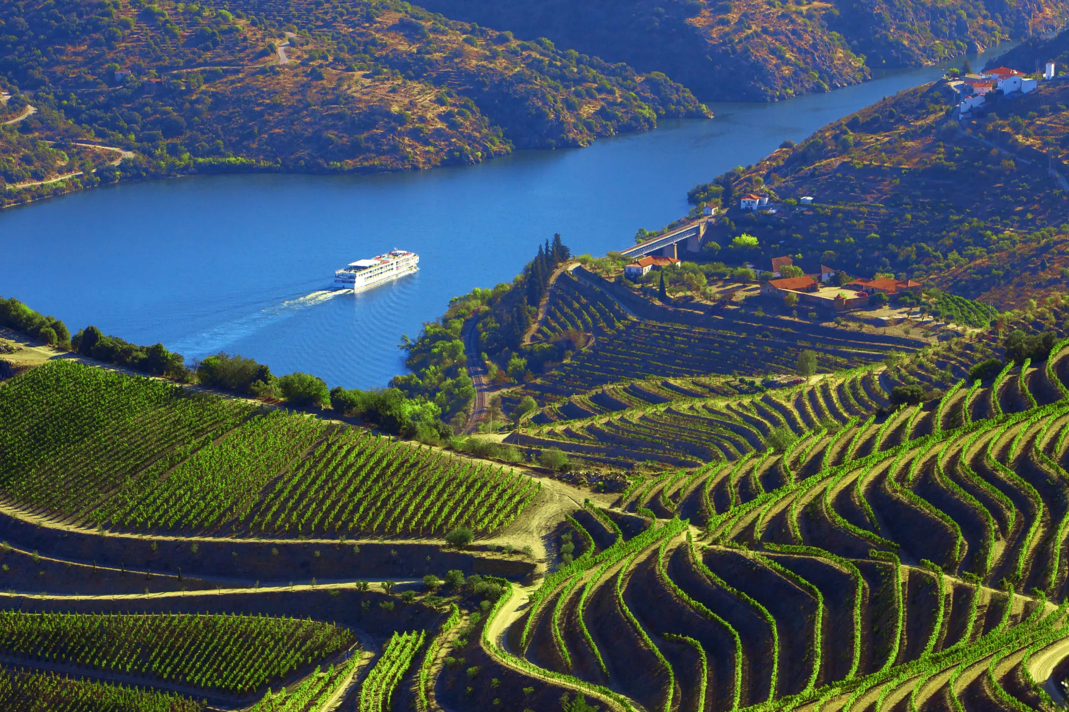Vineyard near the water