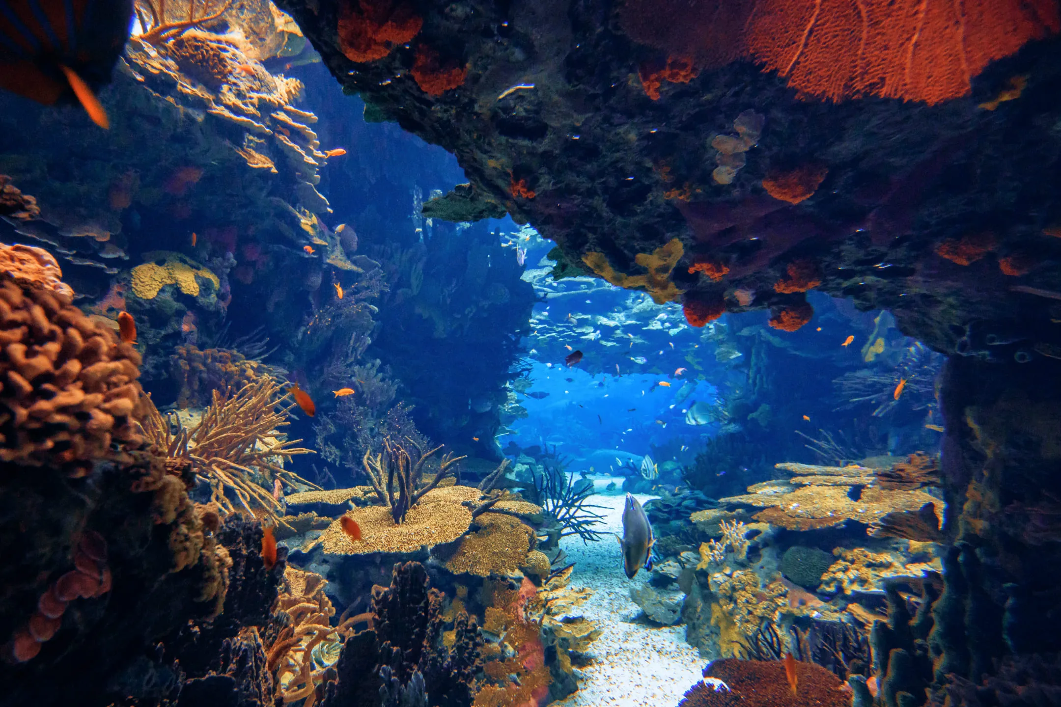 Oceanarium in Portugal