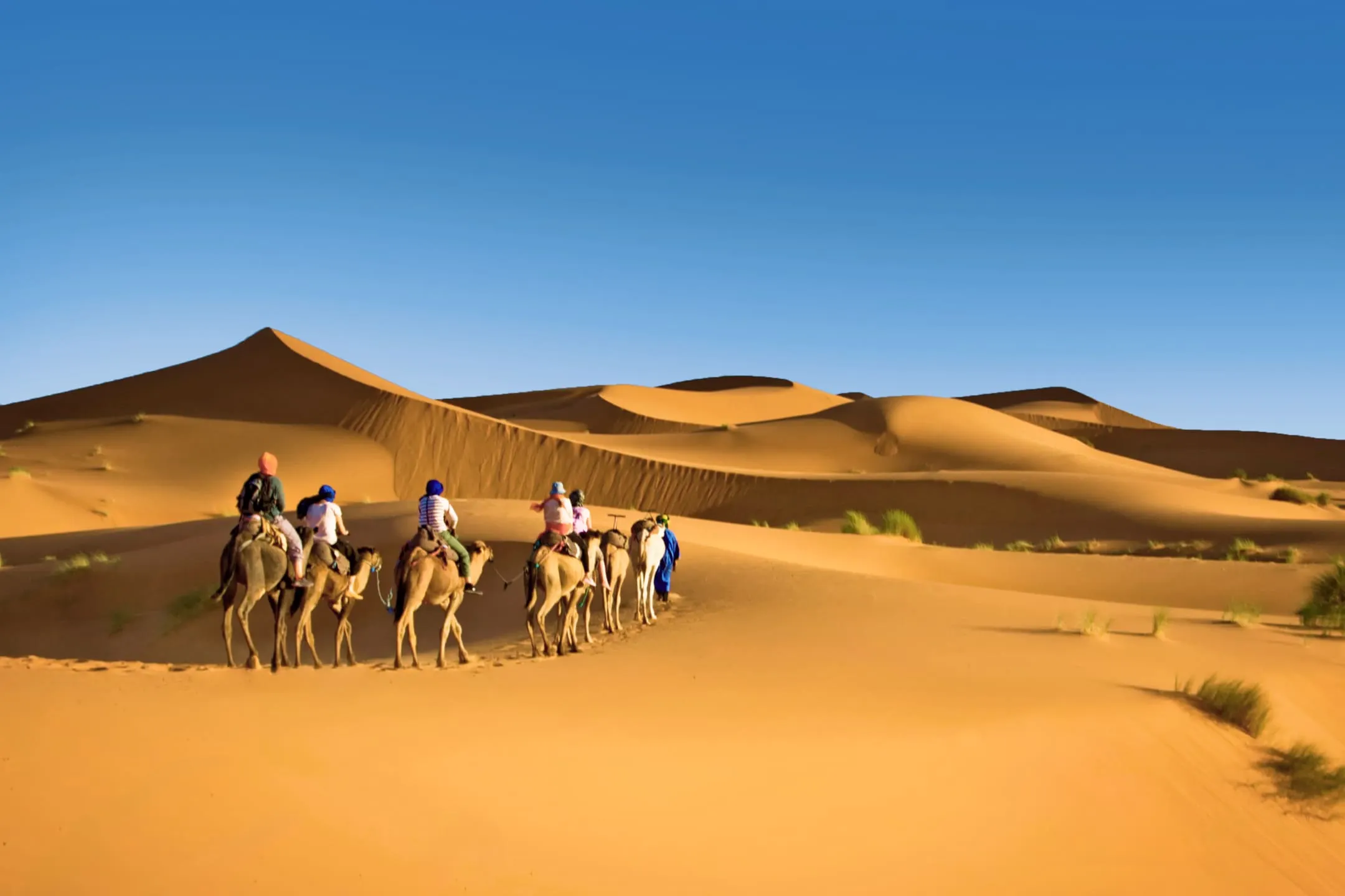 Caravan of camels in the desert