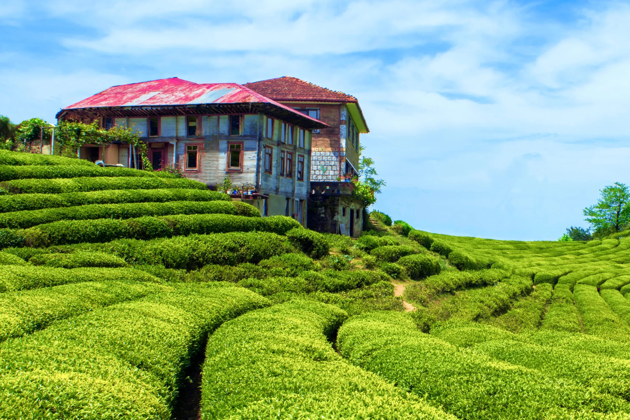 Tea plantation in Turkey