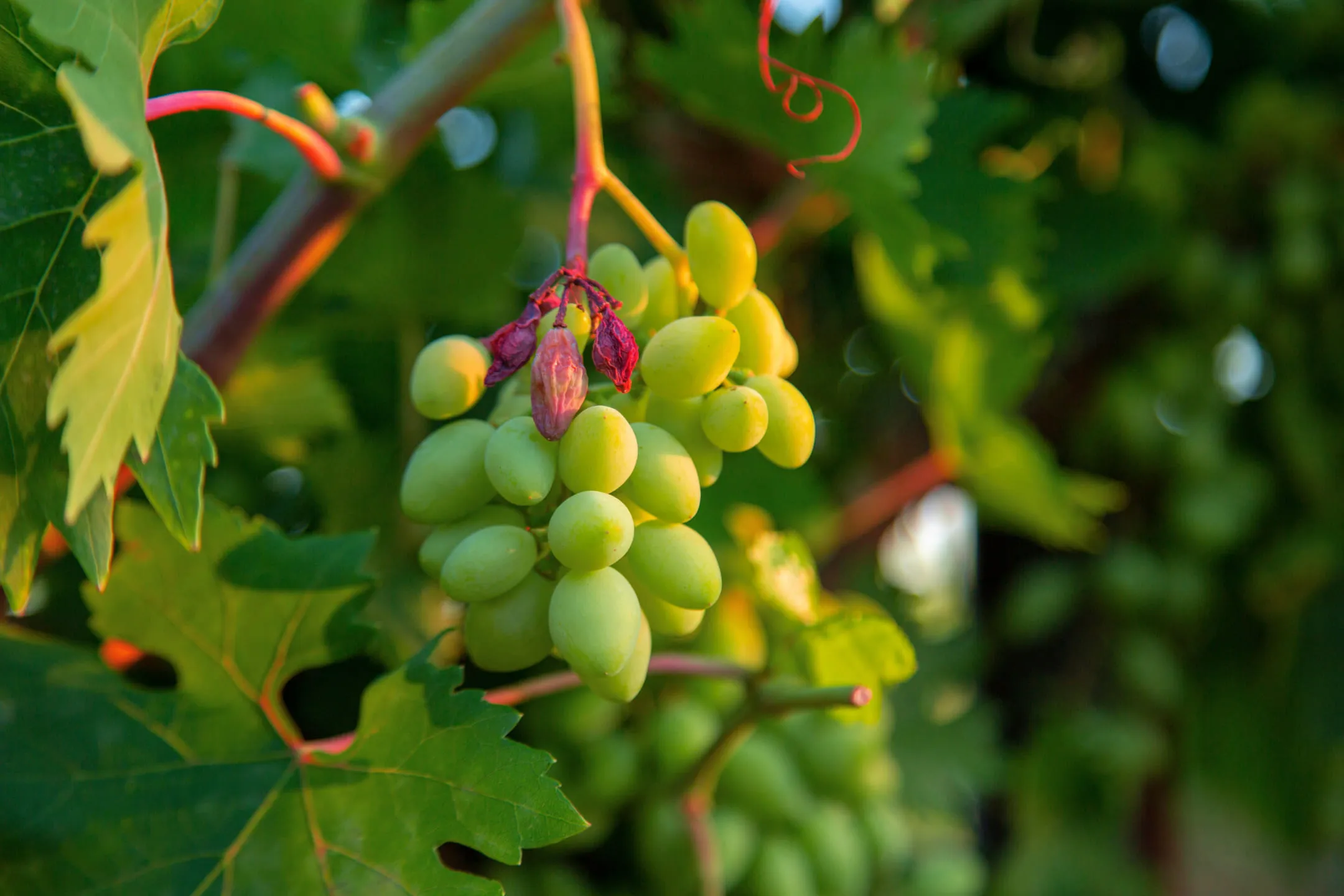Ripe grapes