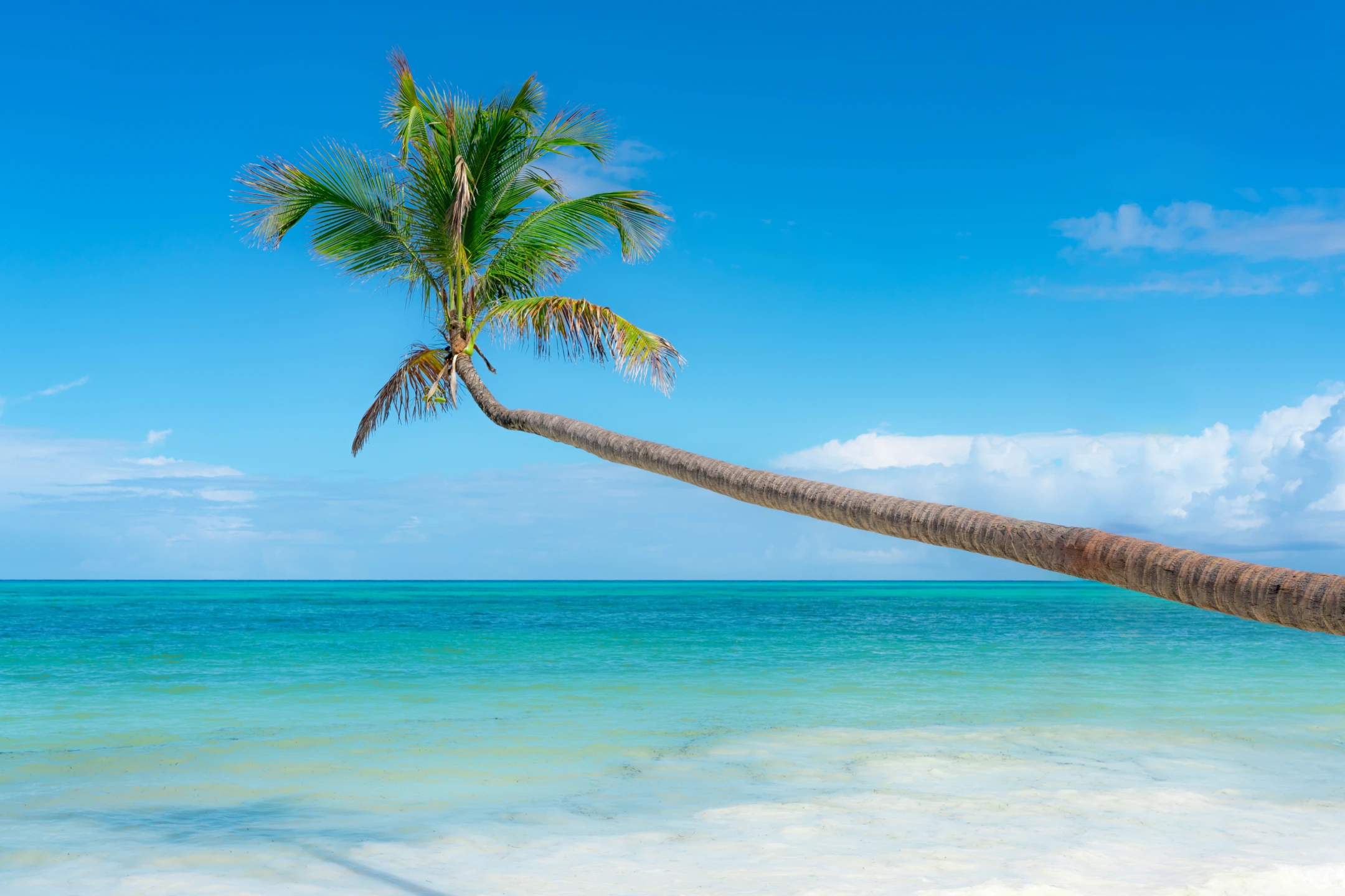 Palm tree leaning over the sea