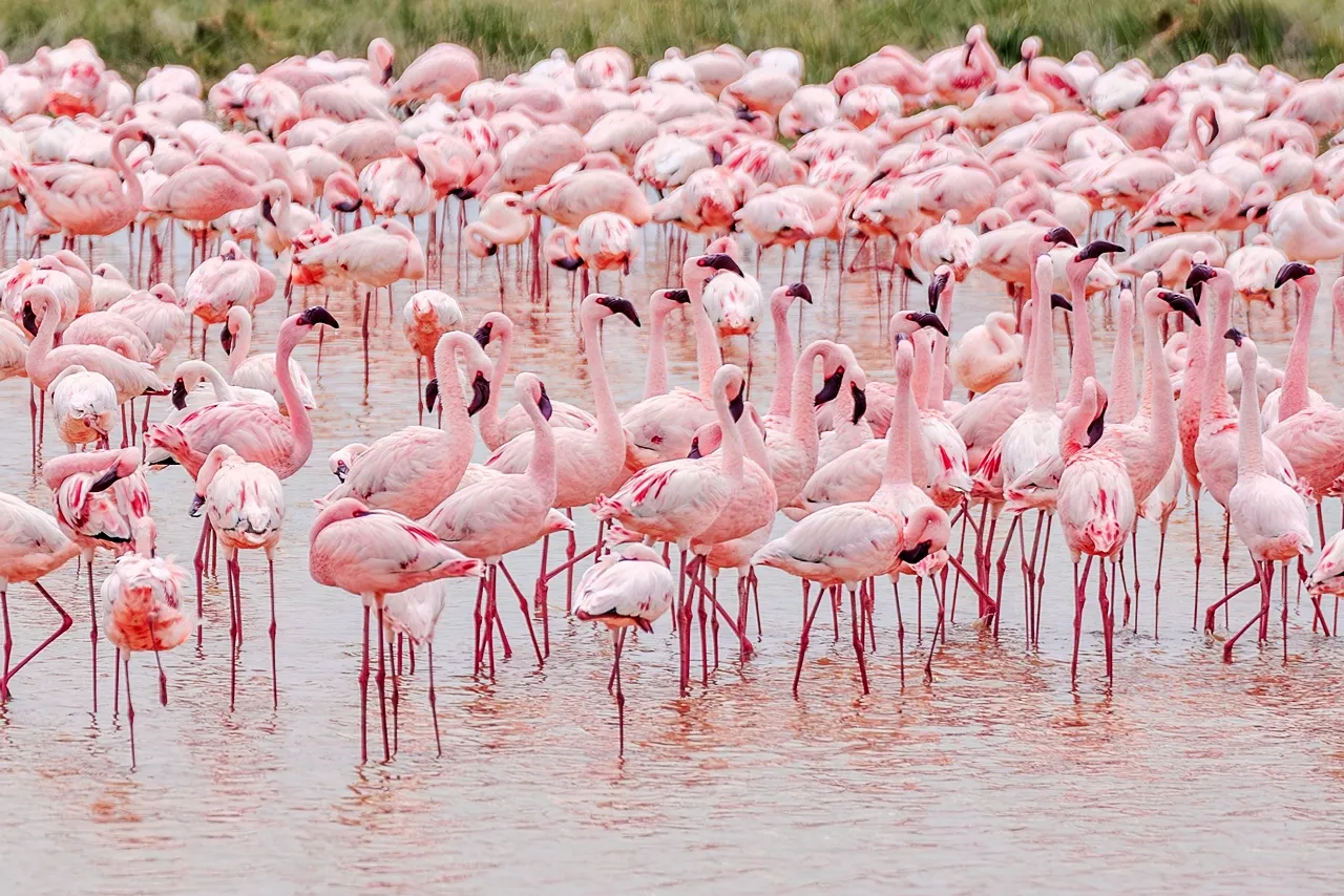 Flock of pink flamingos in the lake