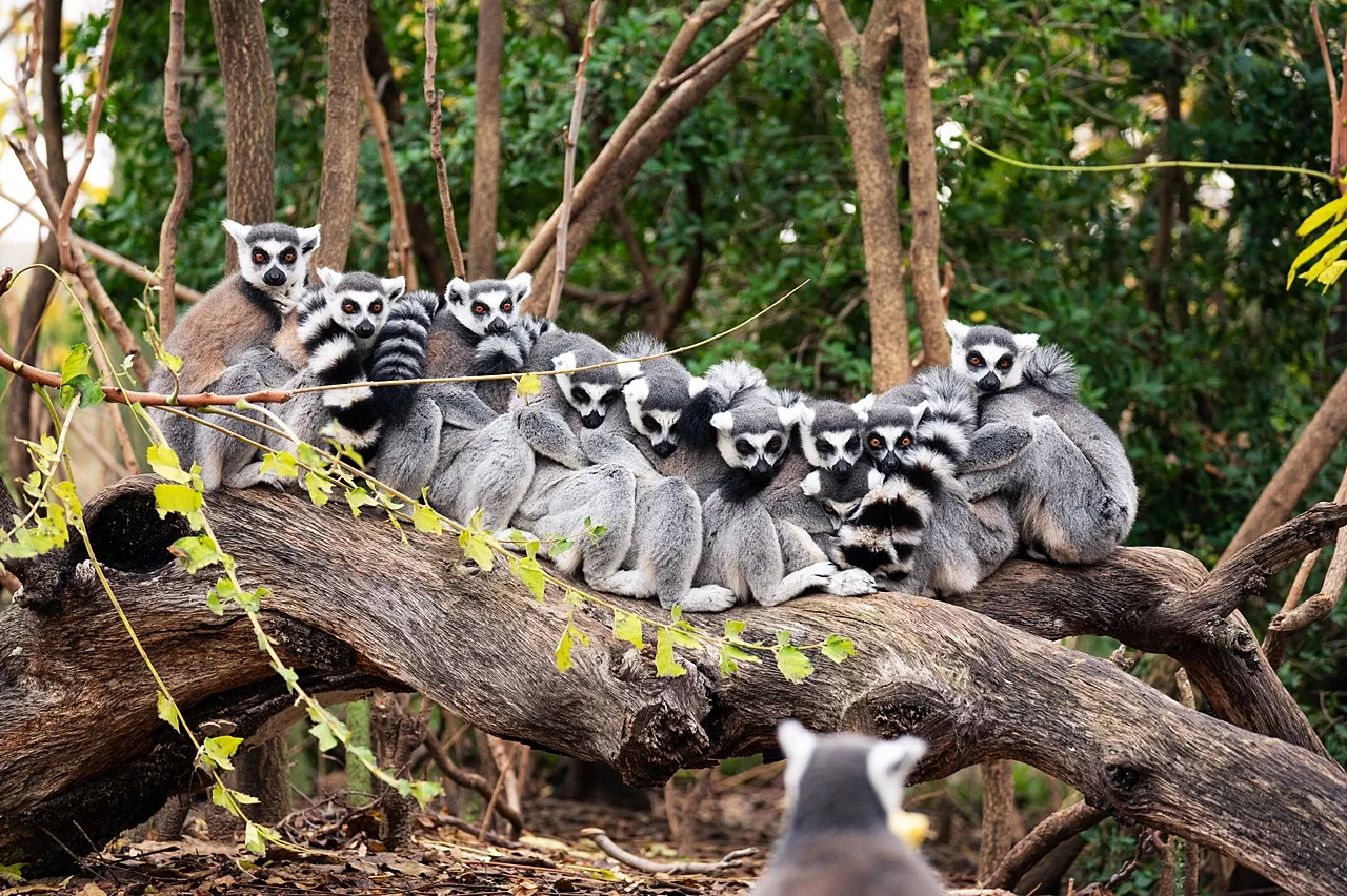 Family of lemurs