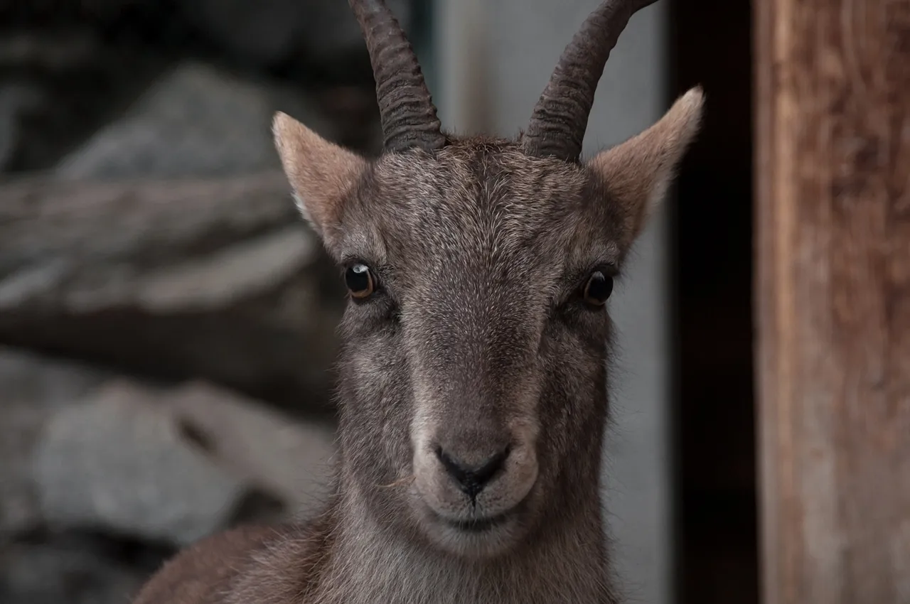 Zoo in Innsbruck
