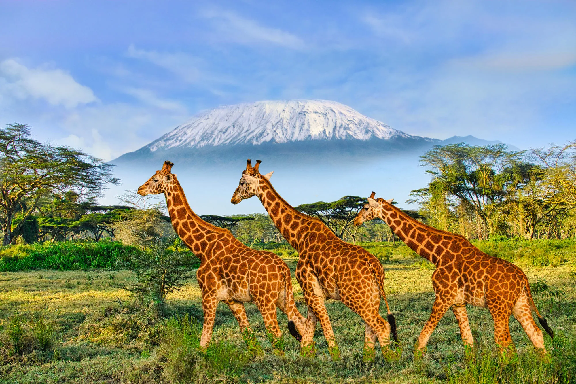 How to organize a safari trip to Africa