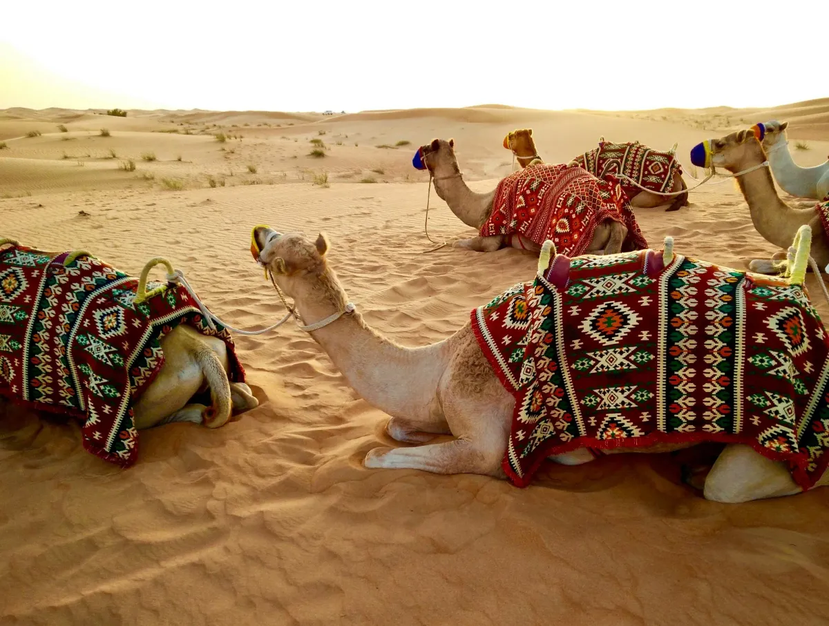 When is the best time to fly to Dubai