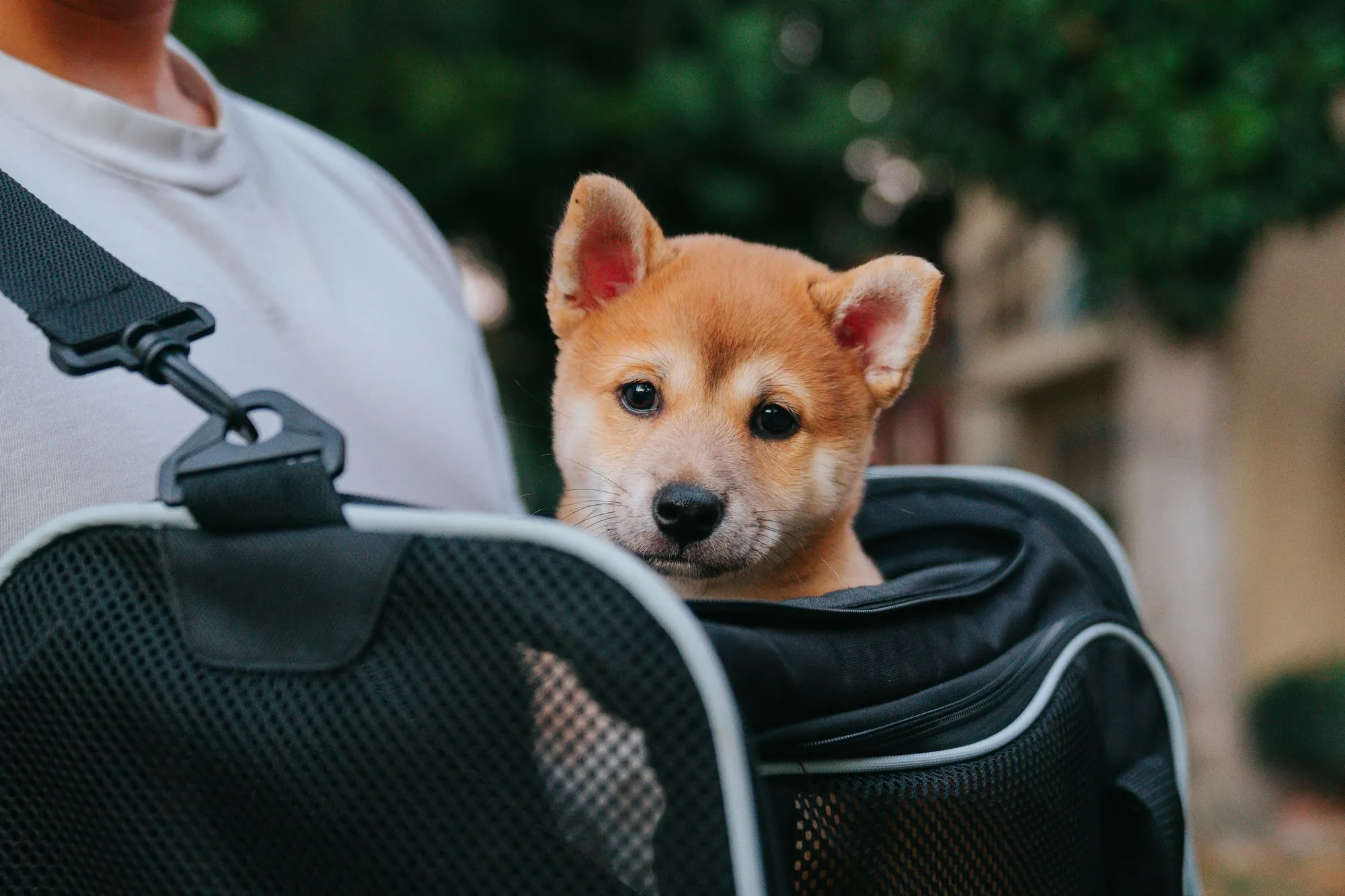 How to choose a pet carrier for traveling with a pet