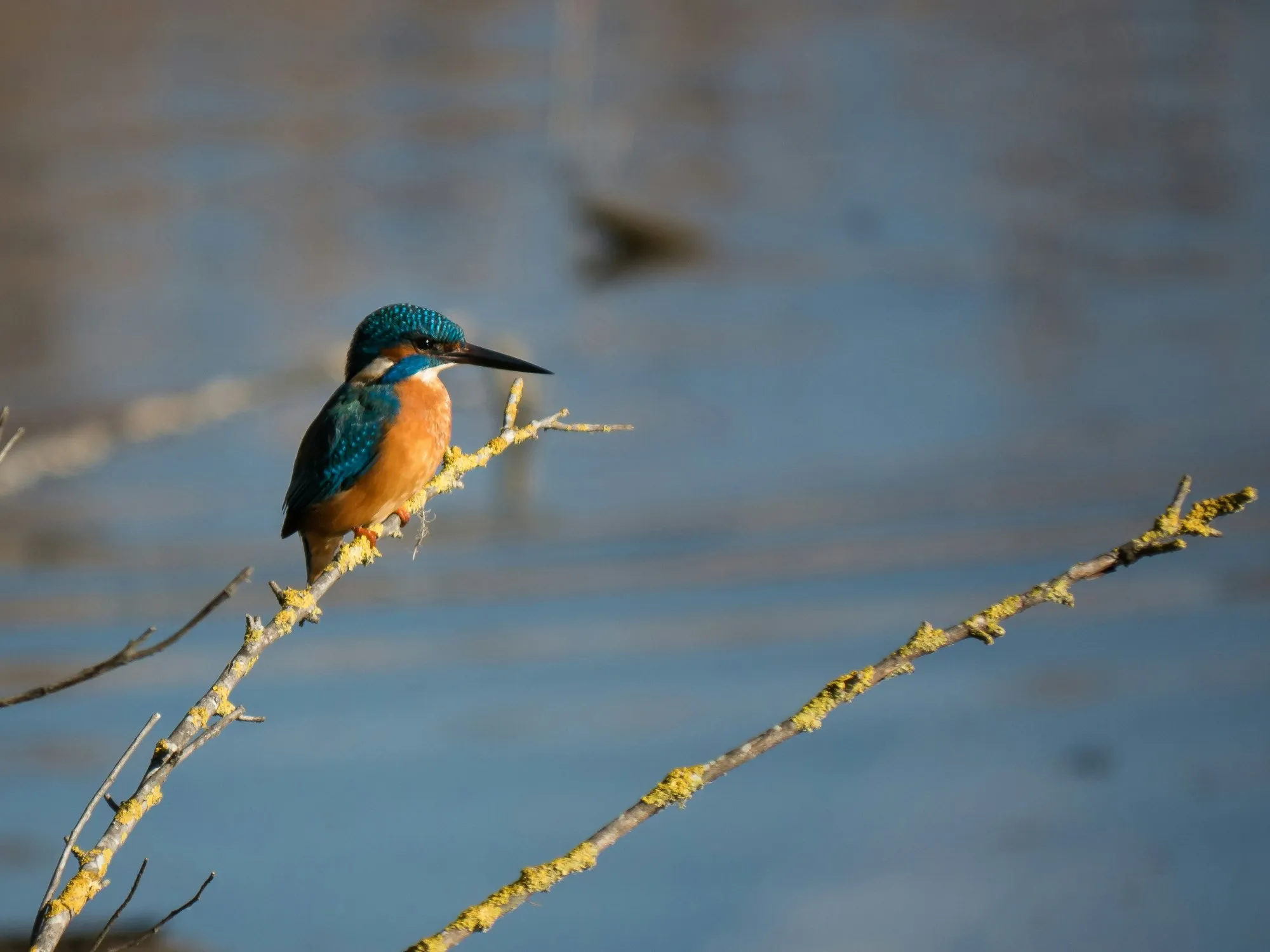 Birdwatching as a new reason to travel
