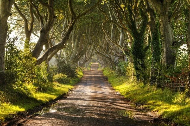 The Dark Hedges Tree Tunnel