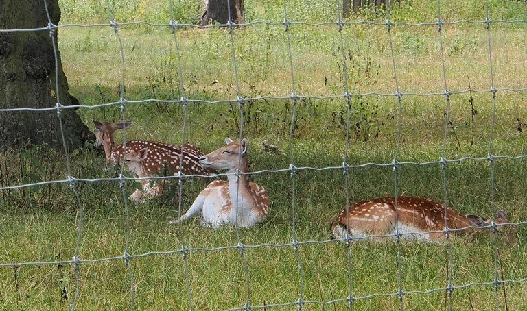 Deer in Greenwich Park London