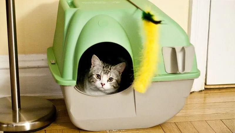 In-home boarding for dogs and cats