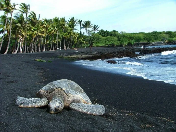Punaluʻu Black Sand Beach in Hawaii
