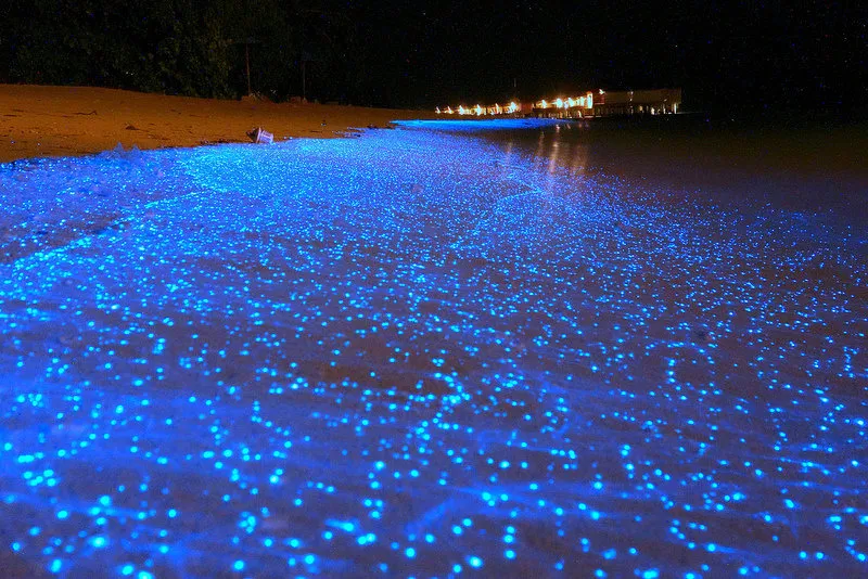  Bioluminescent Beach in the Maldives