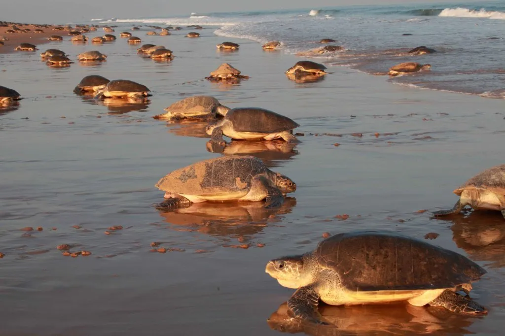 Chandipur Beach, Bay of Bengal, India