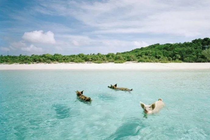  Pig Beach, Big Major Cay Island, Bahamas