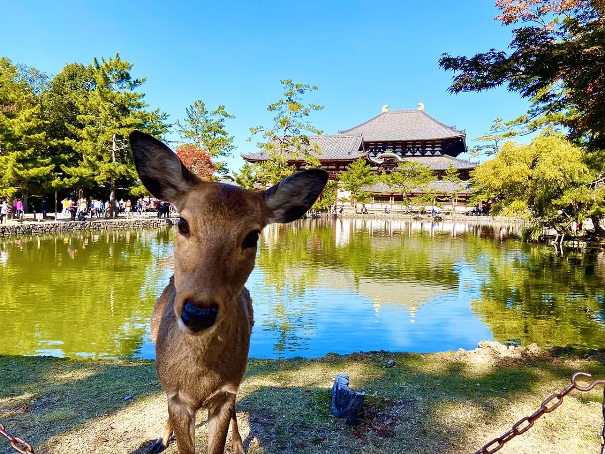 Japan Itinerary: Fuji and Kimono, Sushi and Anime — All Inclusive!