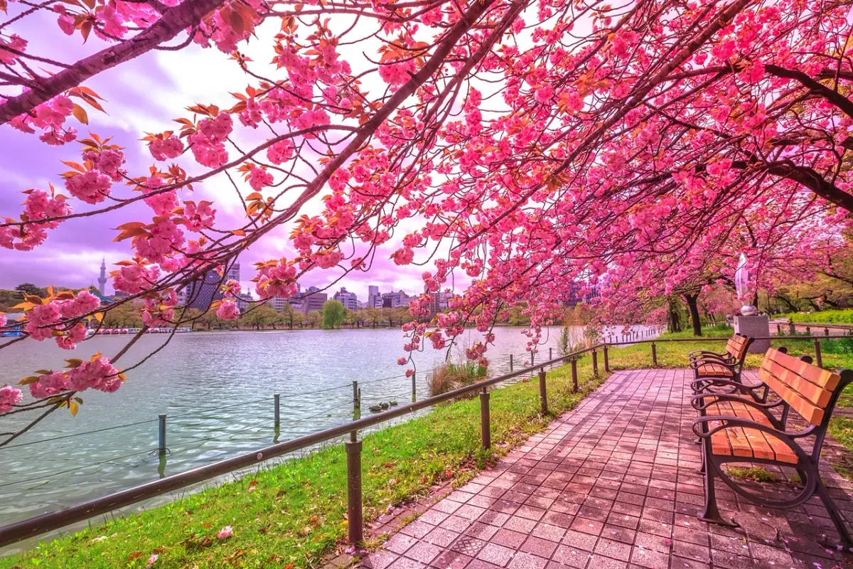 Blooming sakura