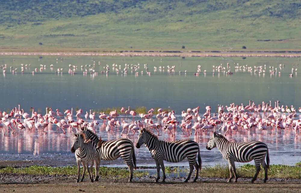 Safari in Tanzania