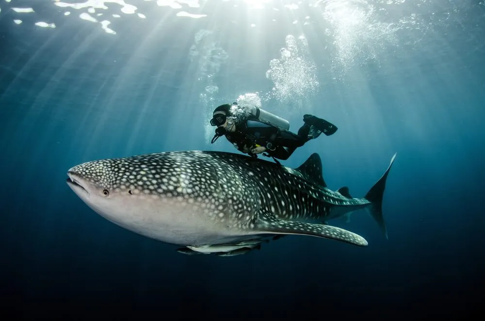 Swim with a whale shark