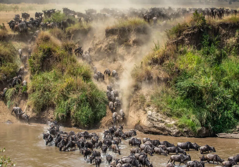 When animal migration in Tanzania