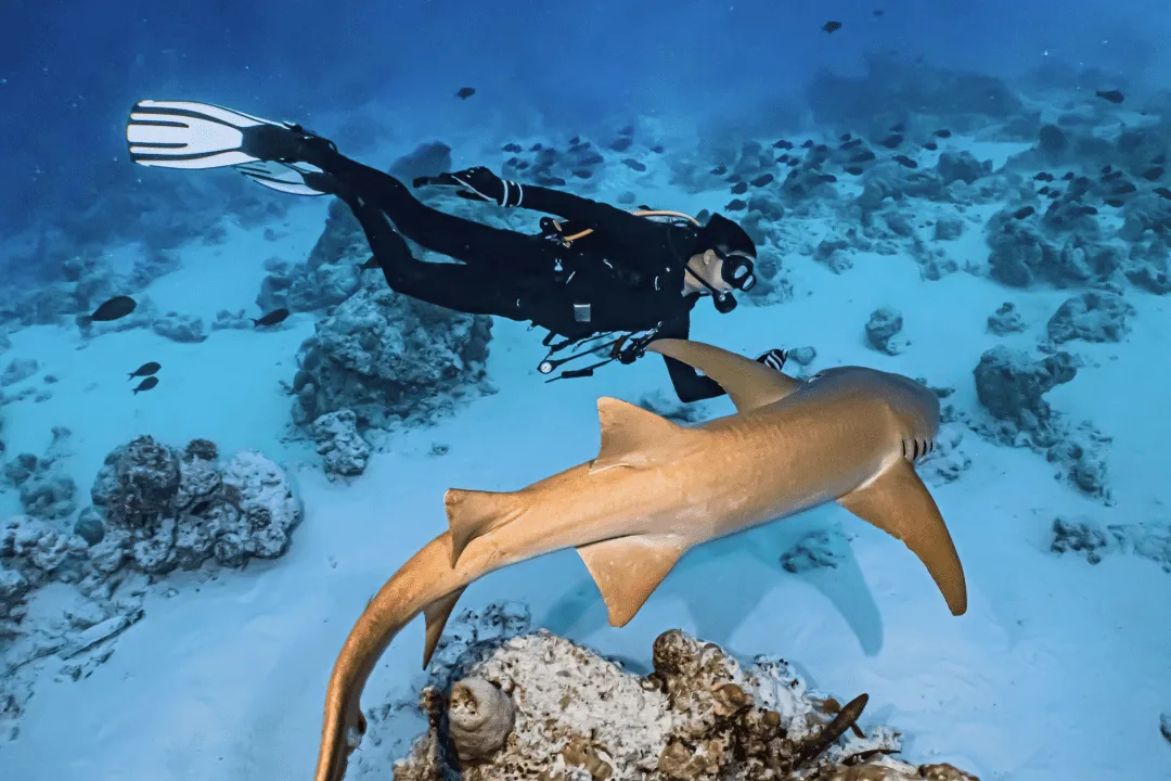 Diver next to a shark