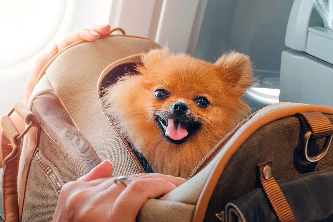 Transporting animals on a plane