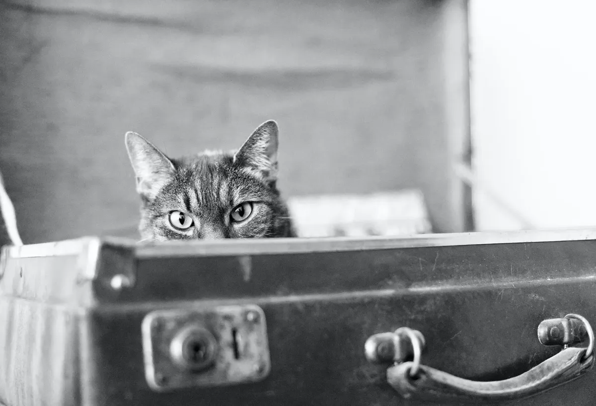 Cat in a suitcase