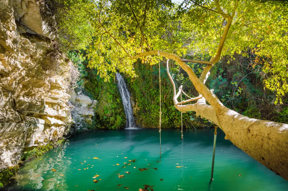 Paphos Forest