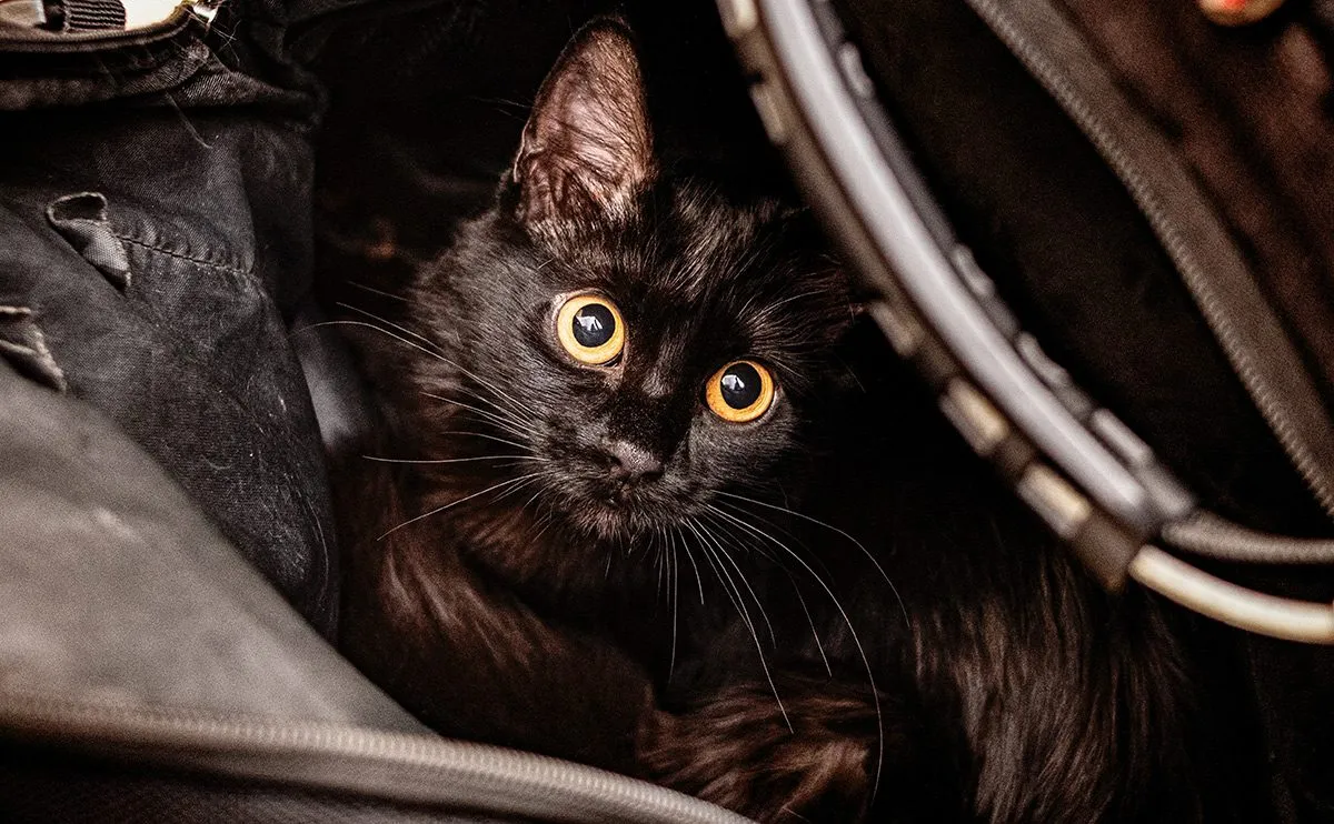 Cat in a bag