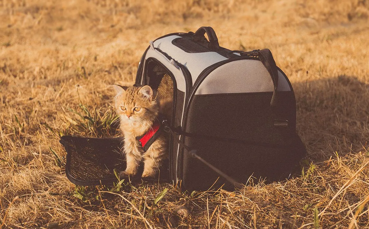 Cat sitting in a carrier