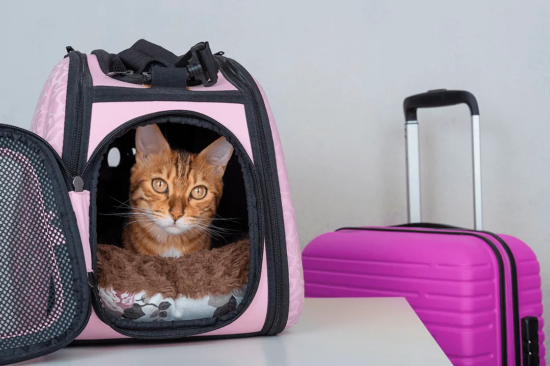 How to transport a cat on a plane