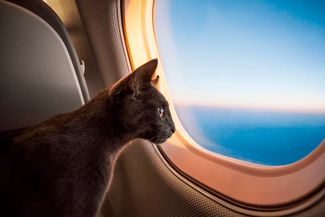 Exporting Animals Abroad