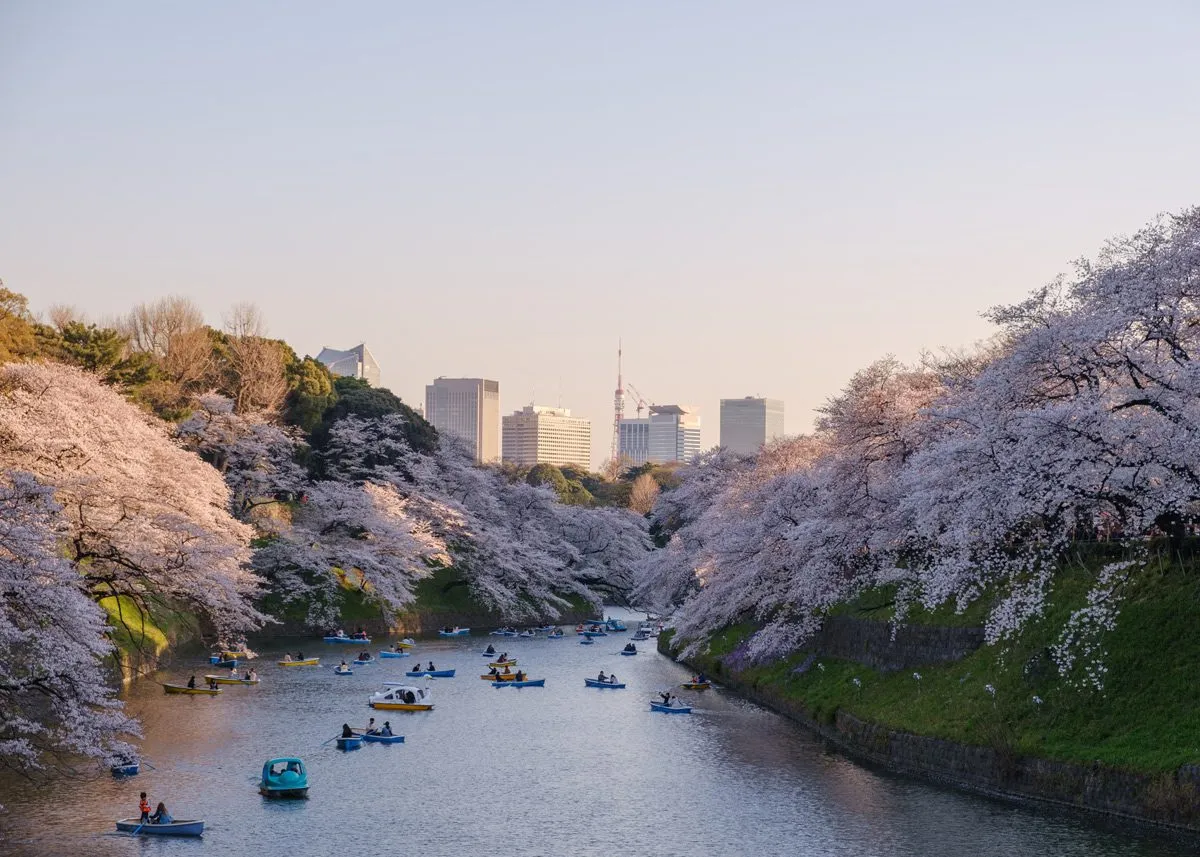 People crossing a river covered with cherry blossom petals