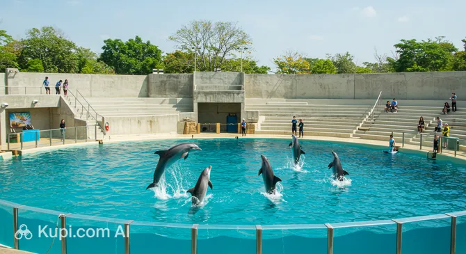 Bangkok Dolphin Show